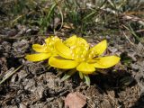 Eranthis longistipitata