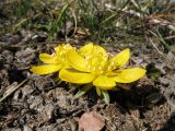 Eranthis longistipitata