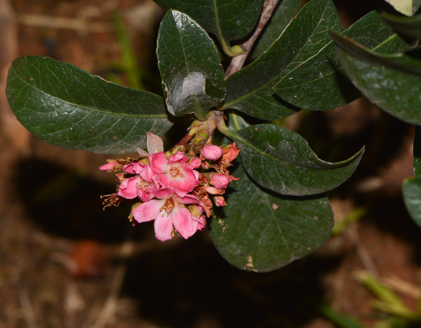 Image of Rhaphiolepis umbellata specimen.