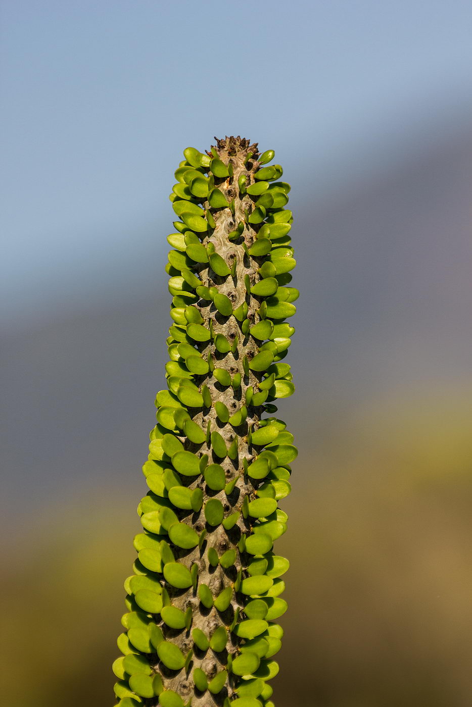 Image of Alluaudia procera specimen.