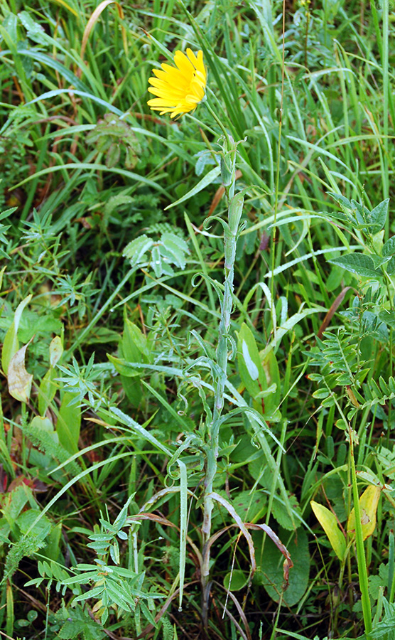 Image of Tragopogon orientalis specimen.
