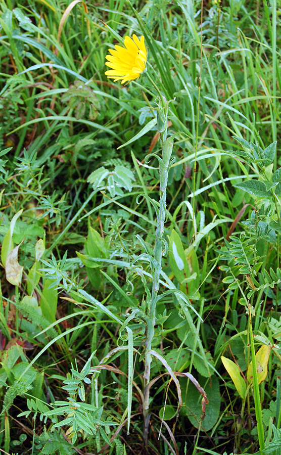 Изображение особи Tragopogon orientalis.