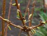 genus Forsythia