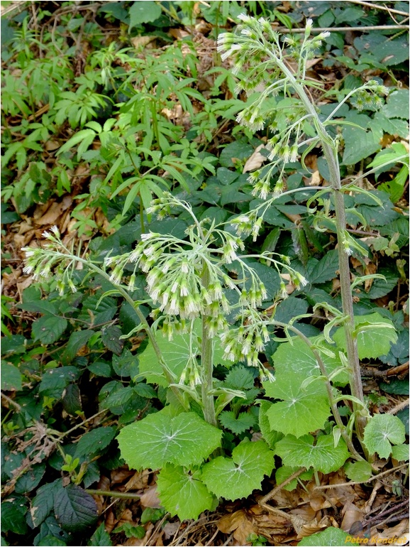 Изображение особи Petasites albus.