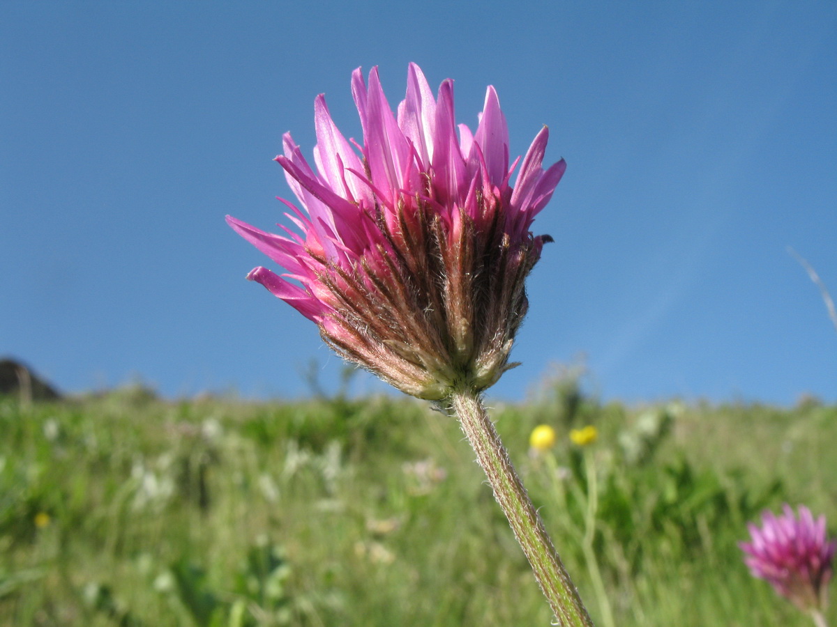 Image of Astragalus stenanthus specimen.