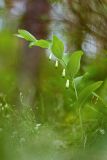 Polygonatum odoratum