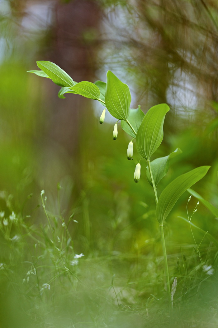 Image of Polygonatum odoratum specimen.