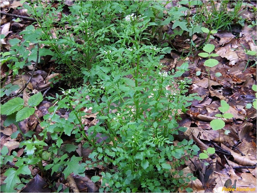 Image of Cardamine impatiens specimen.