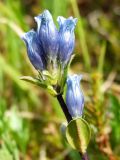 Gentiana glauca. Соцветие. Магаданская обл., окр. г. Магадан, п-ов Старицкого, сопка Марчеканка, разреженный кедровостланиковый склон. 26.06.2016.