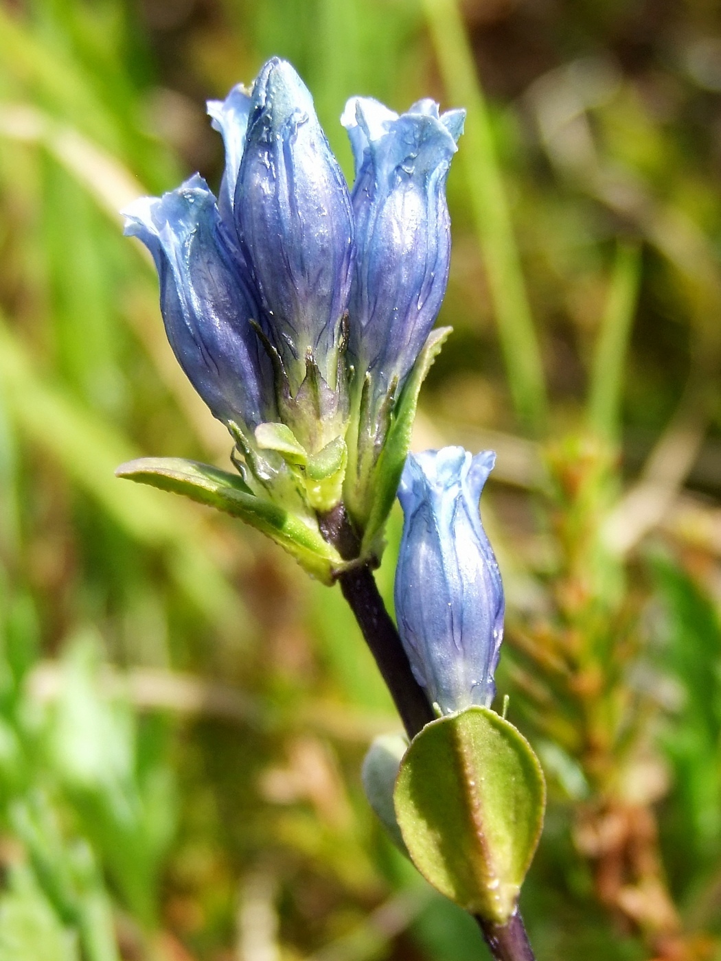 Изображение особи Gentiana glauca.