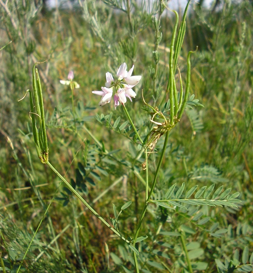 Image of Securigera varia specimen.