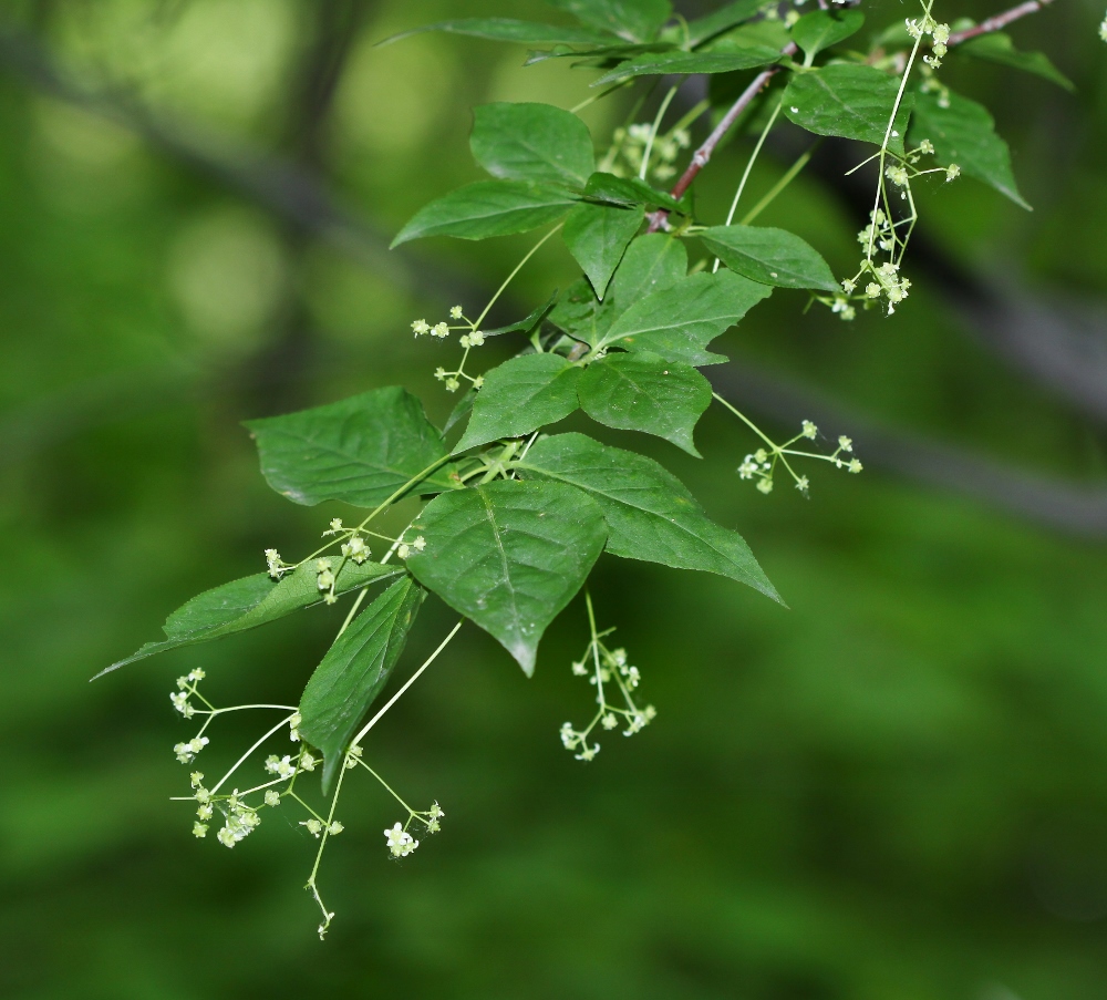 Изображение особи Euonymus maximowiczianus.