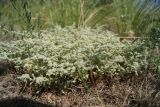 Herniaria разновидность angustifolia