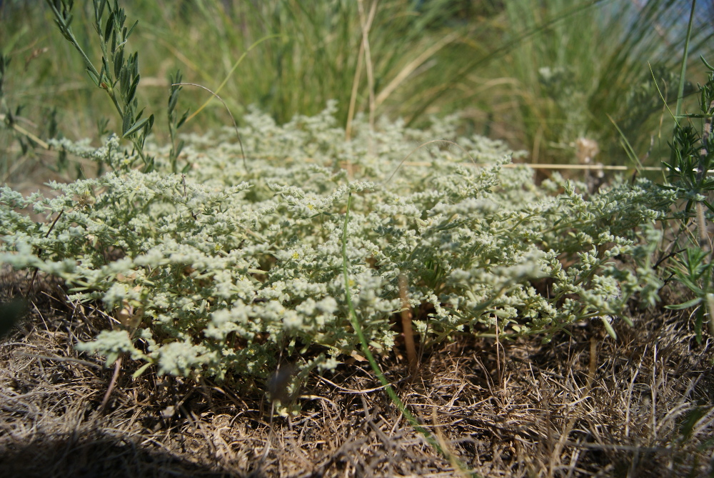 Image of Herniaria incana var. angustifolia specimen.