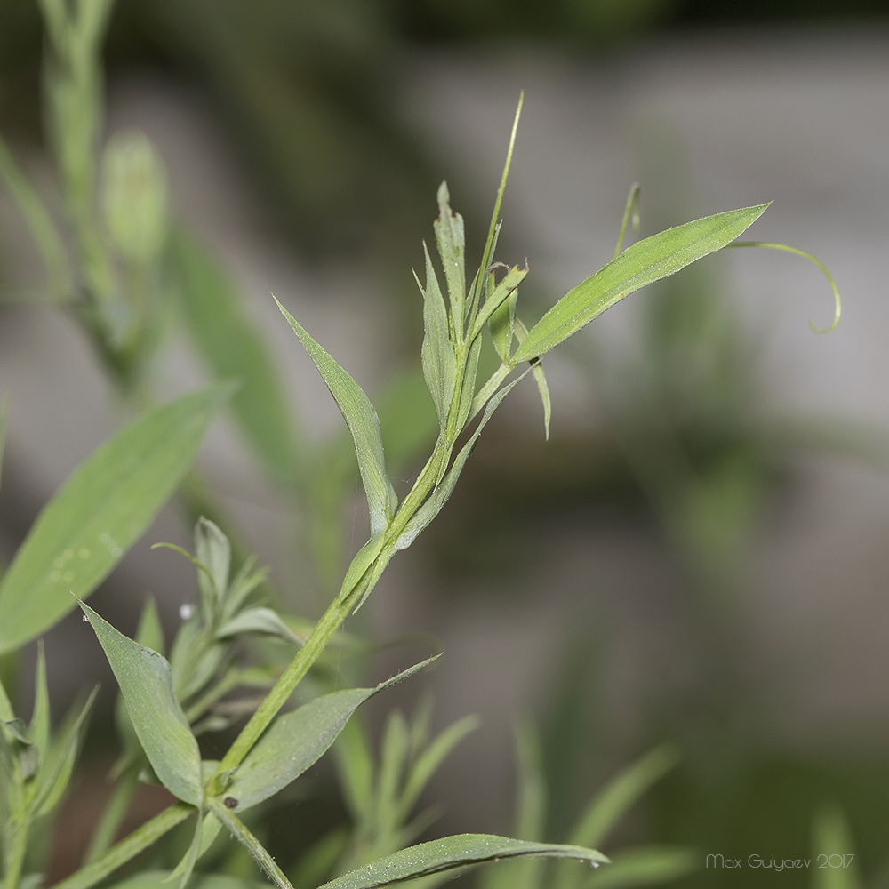 Изображение особи Lathyrus pratensis.