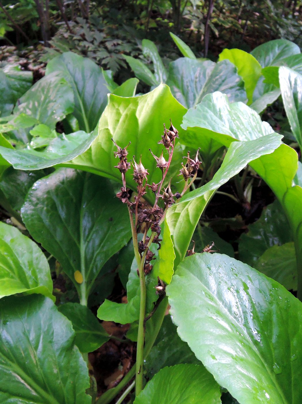 Изображение особи Bergenia purpurascens.