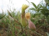 Astragalus krauseanus