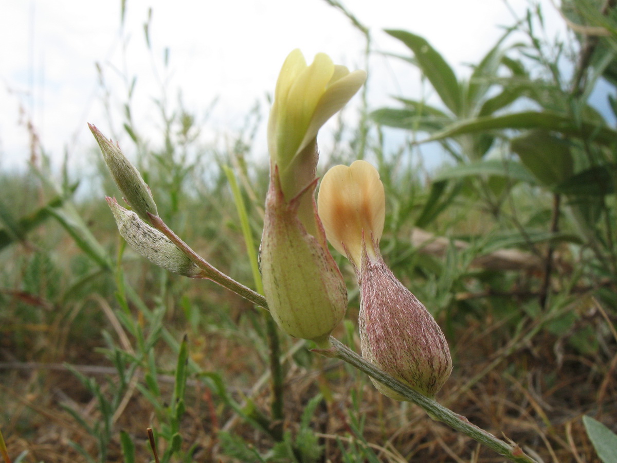 Изображение особи Astragalus krauseanus.