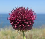 Allium sphaerocephalon. Соцветие. Крым, Тарханкутский п-ов, ур. Джангуль, петрофитная степь. 29 июня 2017 г.