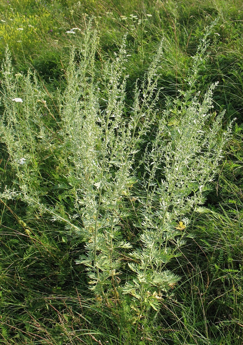 Image of Artemisia absinthium specimen.