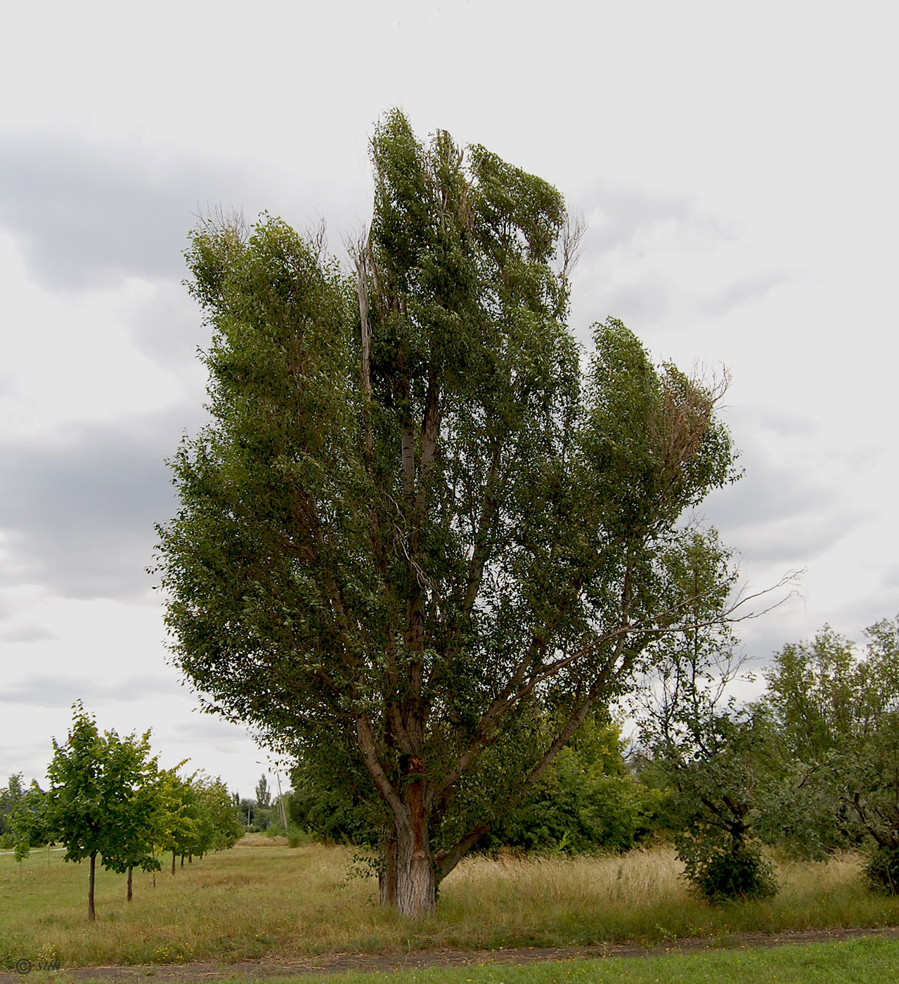 Image of Populus simonii specimen.