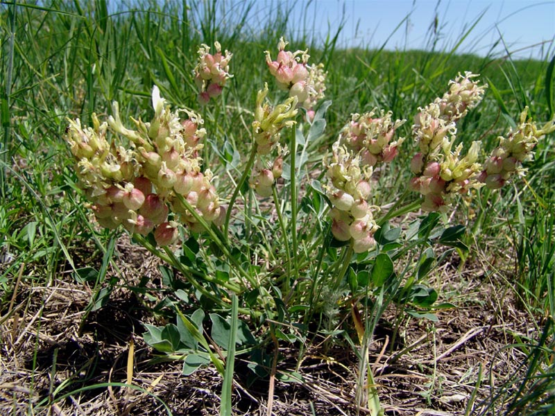 Изображение особи Astragalus calycinus.