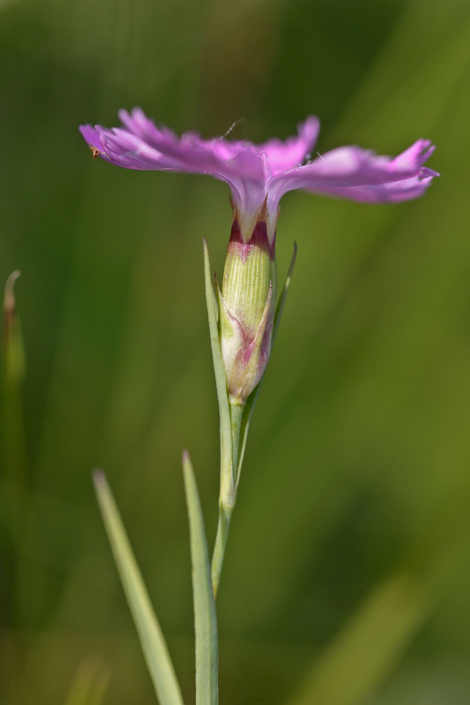 Image of Dianthus campestris specimen.