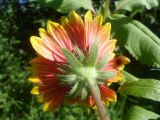 Gaillardia &times; grandiflora