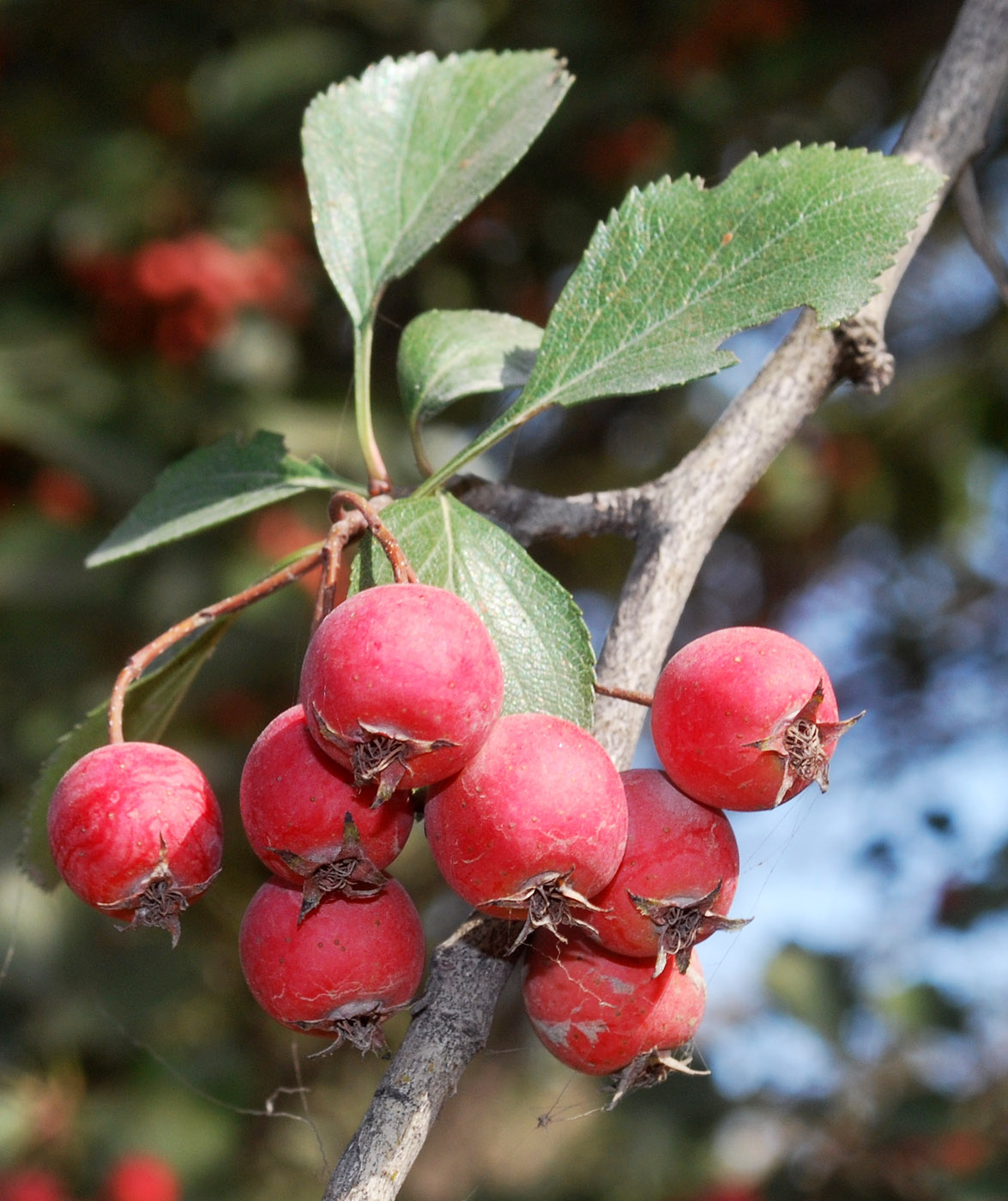 Изображение особи род Crataegus.