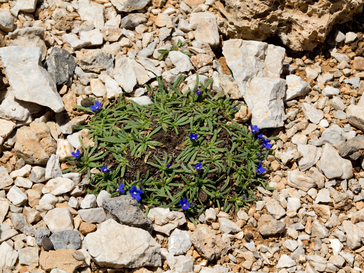 Image of Anchusa cespitosa specimen.