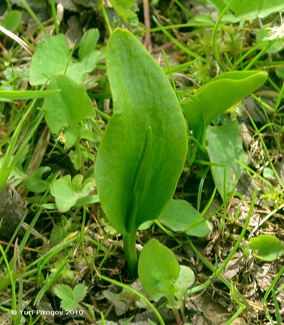 Image of Ophioglossum vulgatum specimen.