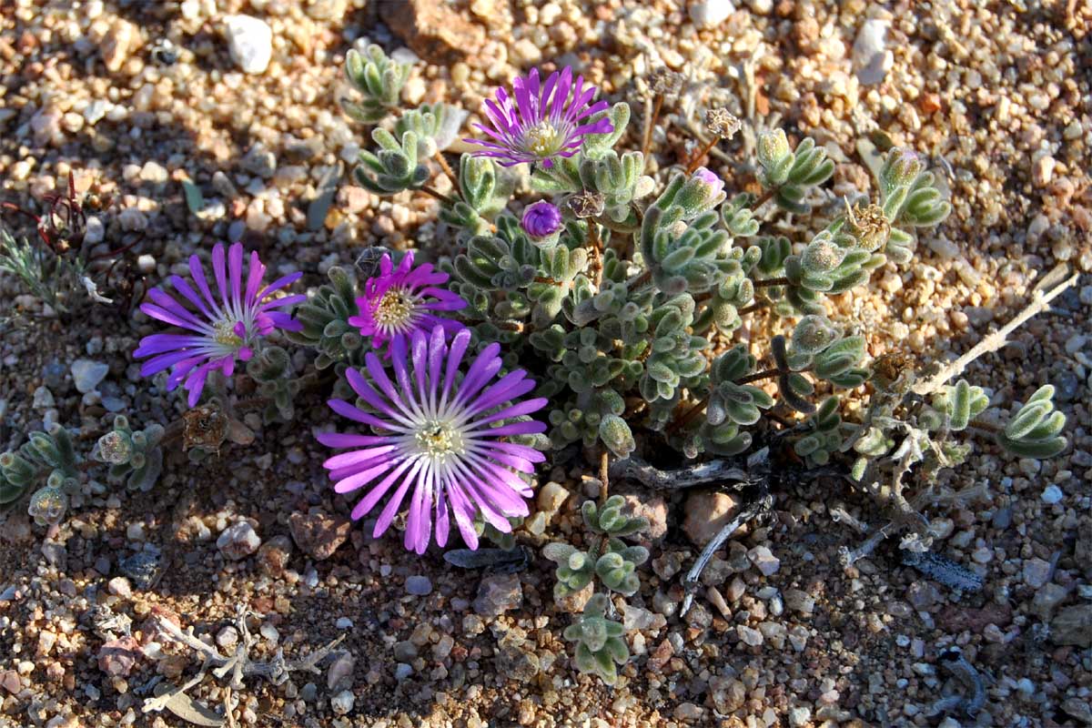 Изображение особи Drosanthemum floribundum.