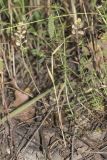 Phleum paniculatum