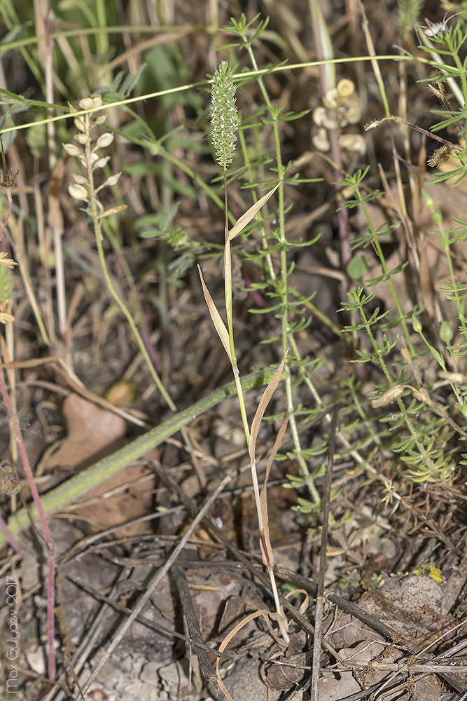 Изображение особи Phleum paniculatum.