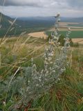 Artemisia sericea