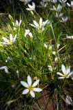 Zephyranthes candida