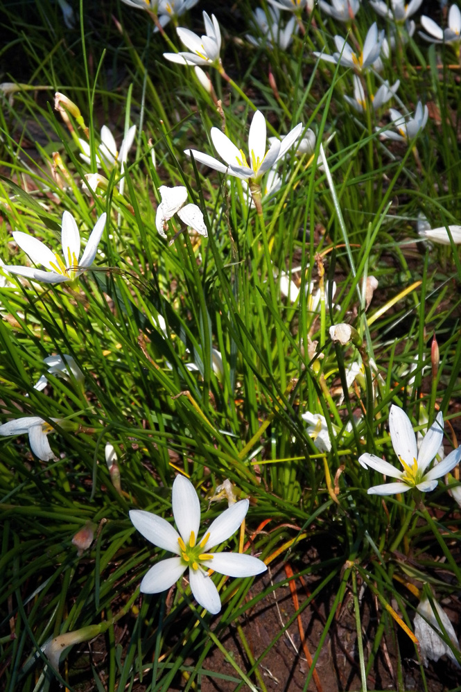 Image of Zephyranthes candida specimen.