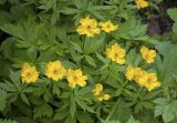 Trollius riederianus