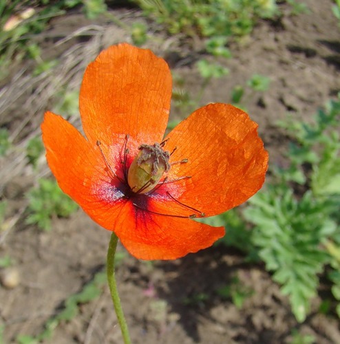 Изображение особи Papaver dubium.