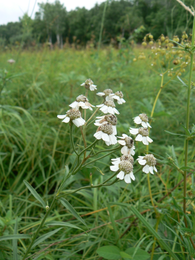 Изображение особи Achillea acuminata.