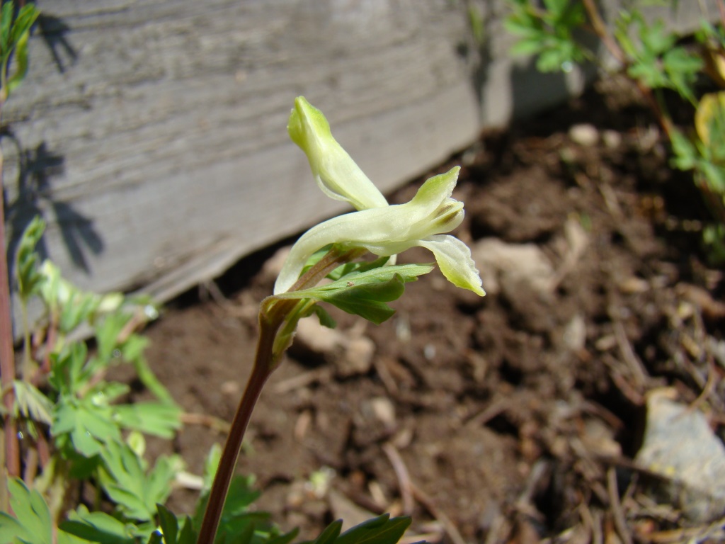 Image of Corydalis capnoides specimen.