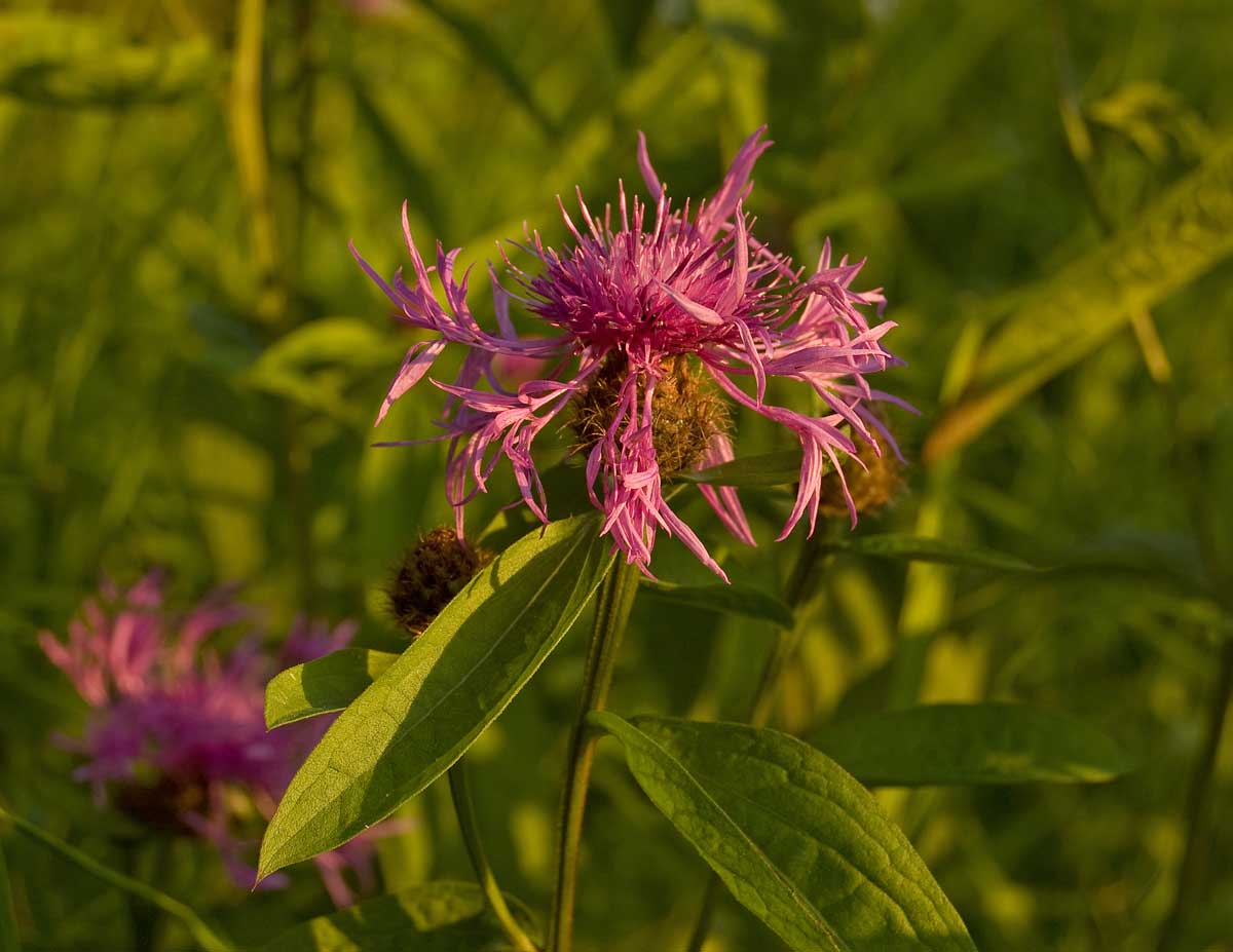 Изображение особи Centaurea phrygia.