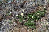 Anemonastrum sibiricum. Цветущие растения. Чукотка, побережье бухты Провидения. 24.06.2012.