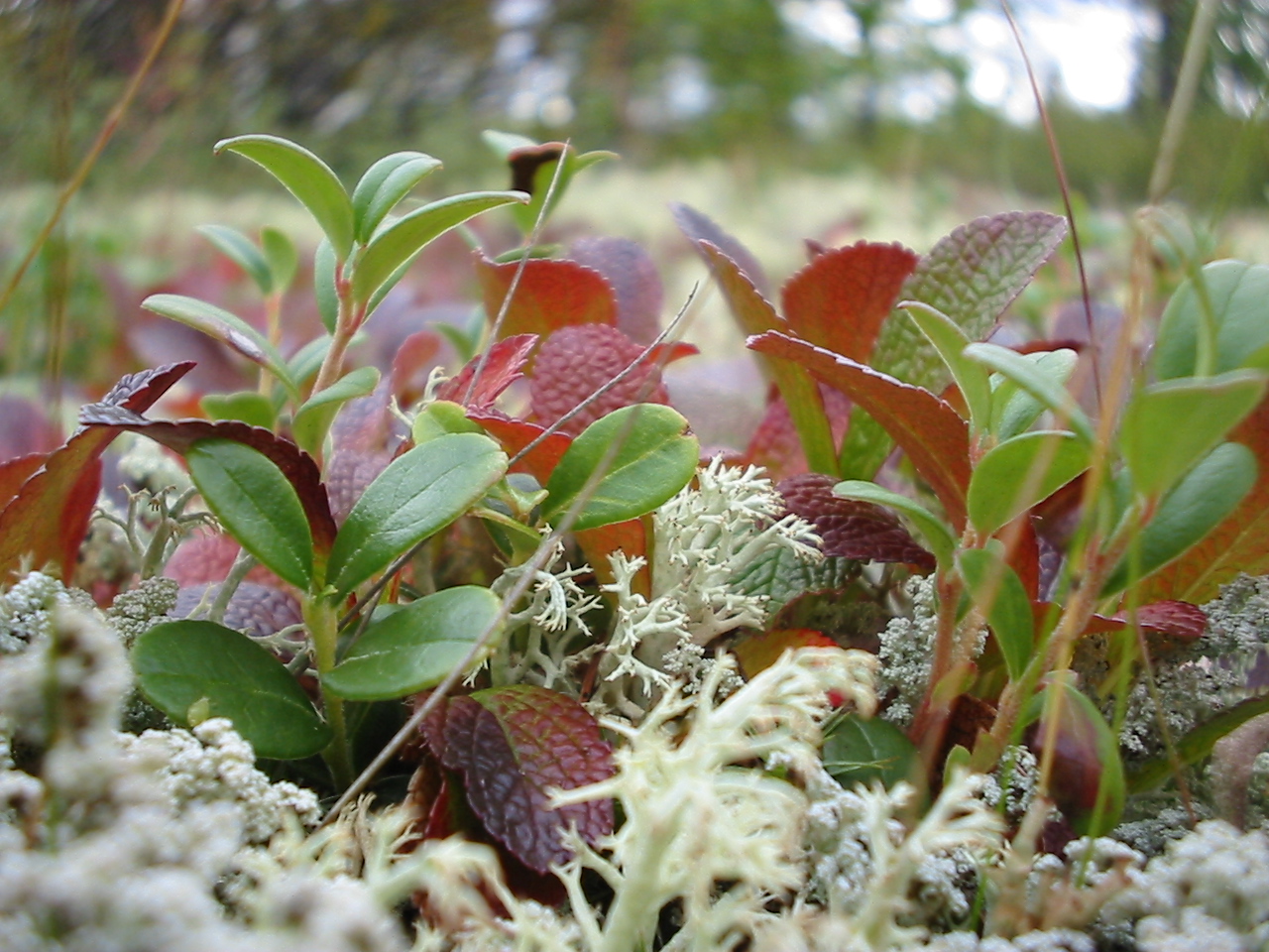 Image of Vaccinium vitis-idaea specimen.