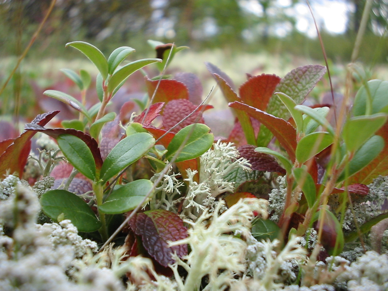 Изображение особи Vaccinium vitis-idaea.