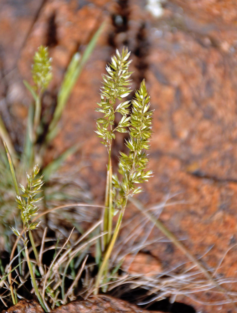 Image of genus Koeleria specimen.