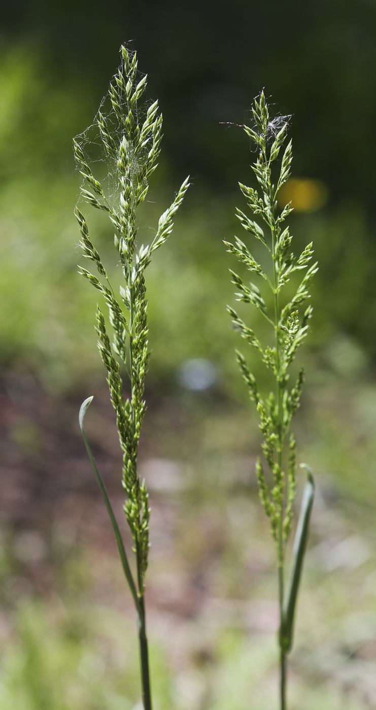 Image of genus Poa specimen.