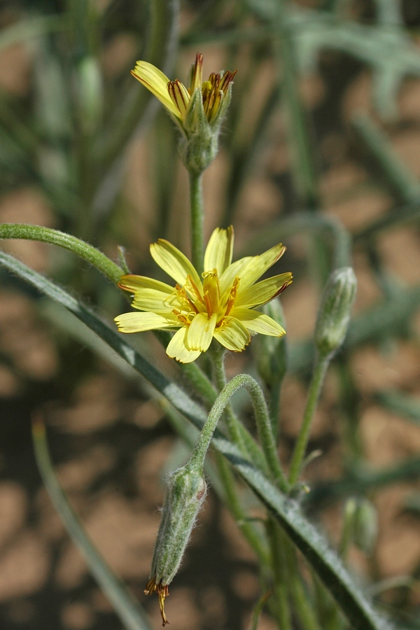 Image of Scorzonera sericeolanata specimen.