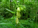 Digitalis grandiflora