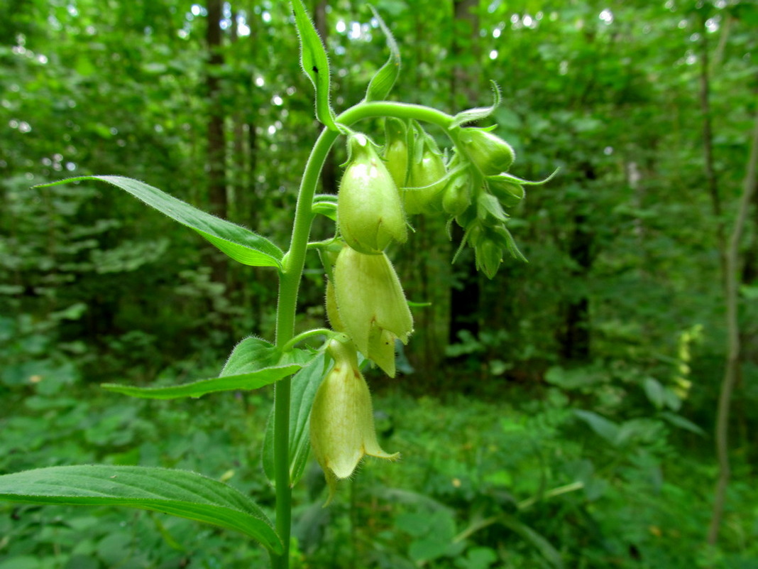 Image of Digitalis grandiflora specimen.